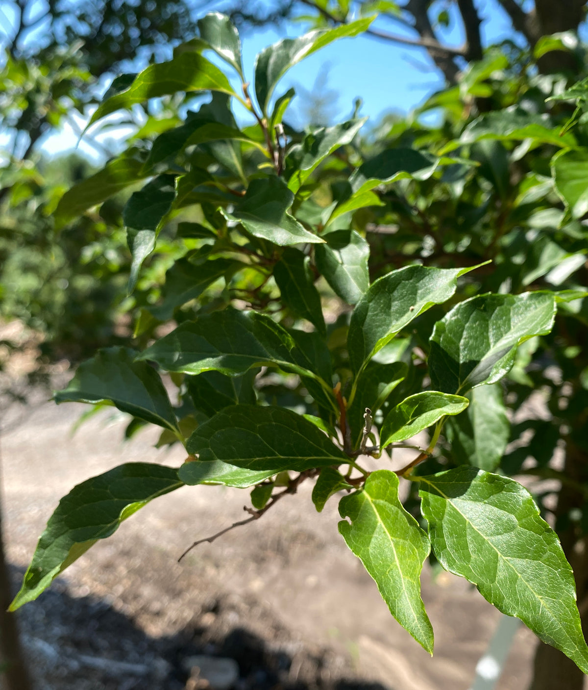Styrax japonicus 'Snowcone'