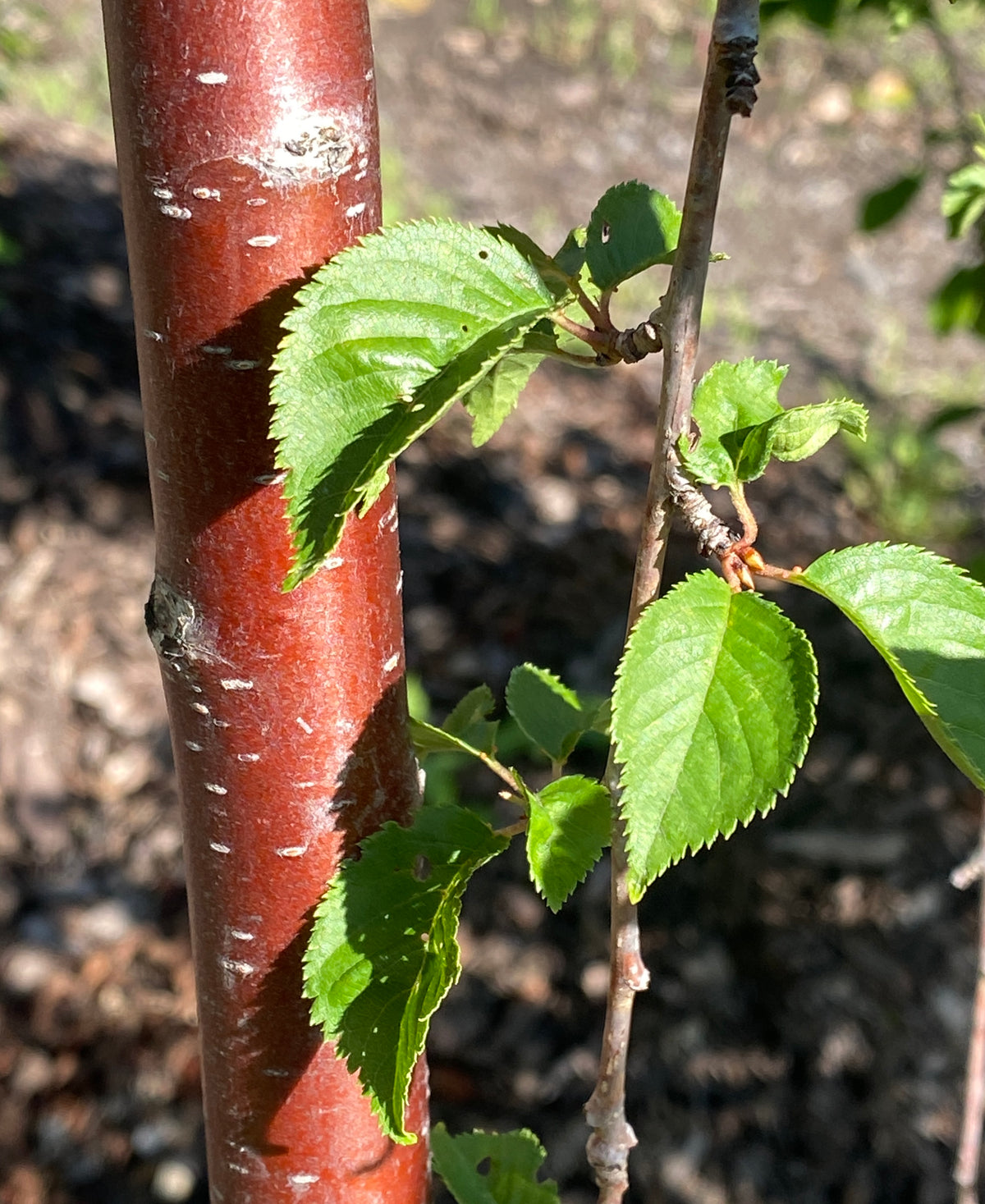 Prunus subhirtella var. pendula 'Snofozam'