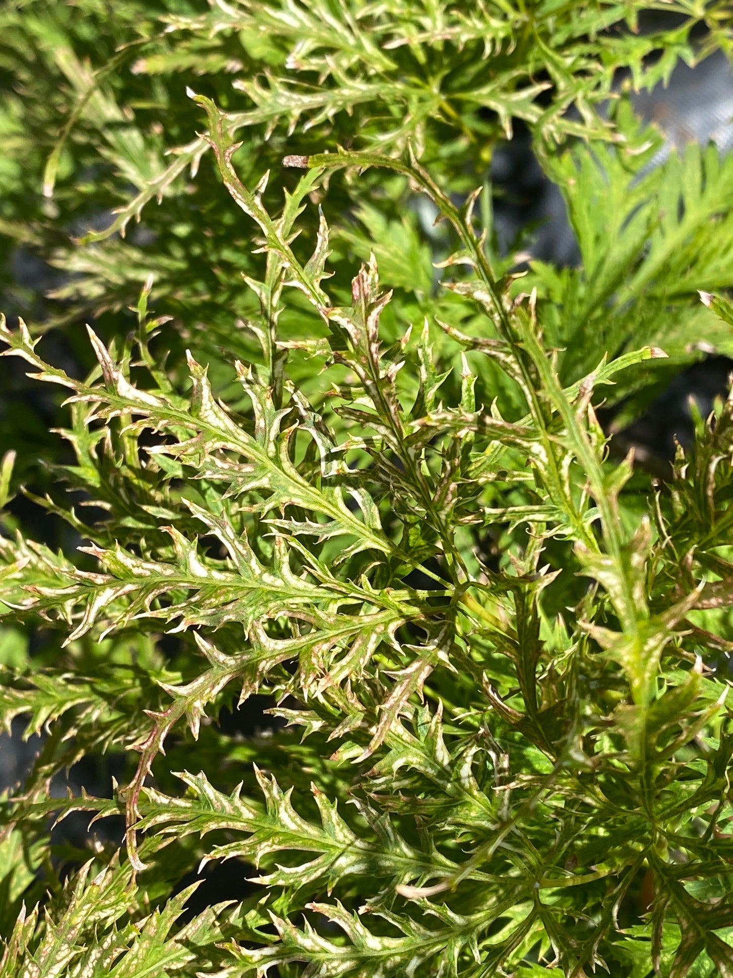 Acer palmatum 'Filigree'