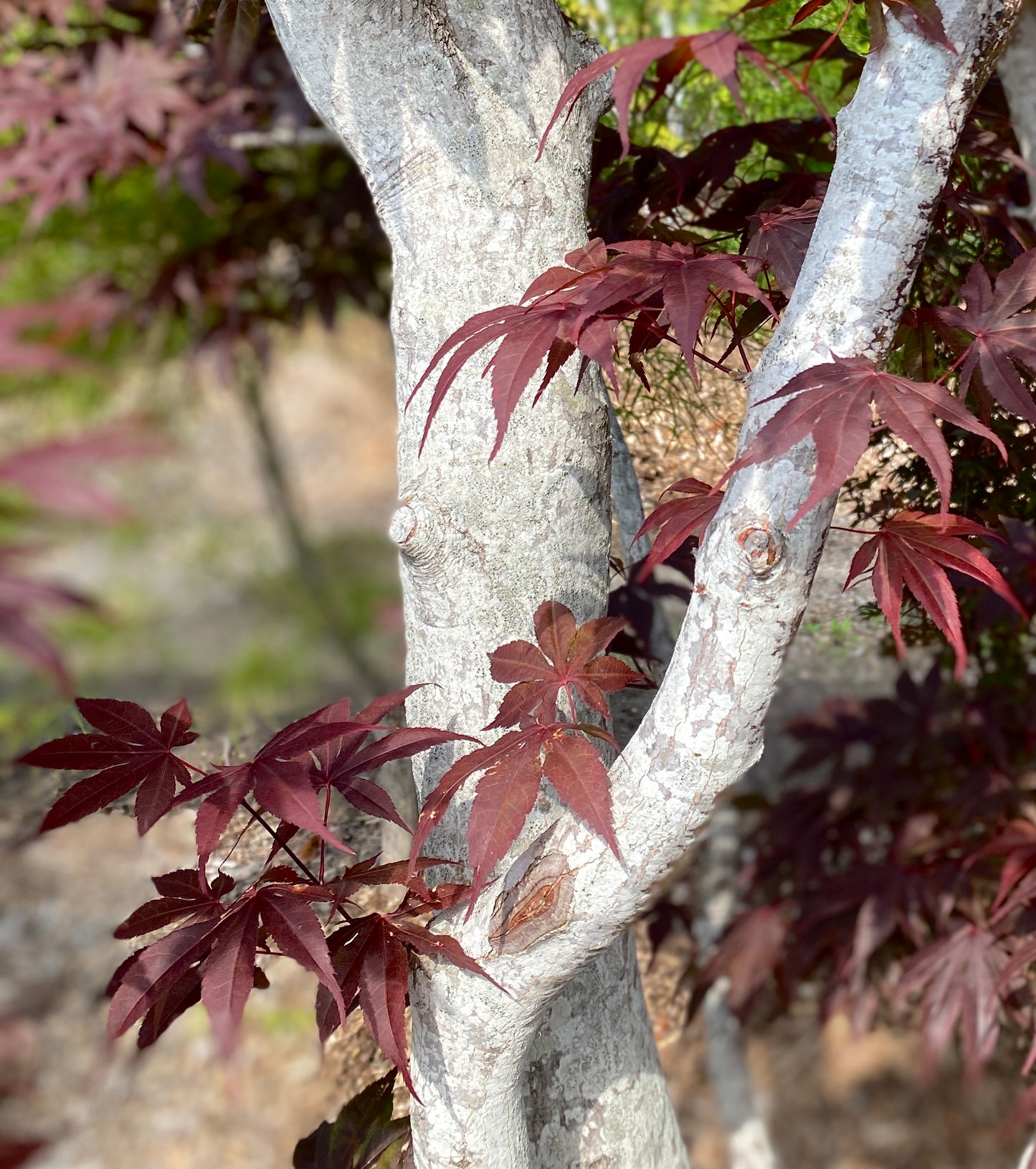 Acer palmatum 'Bloodgood'