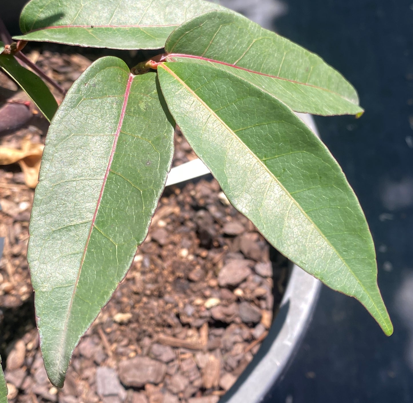 Acer laevigatum 'Hong Long'