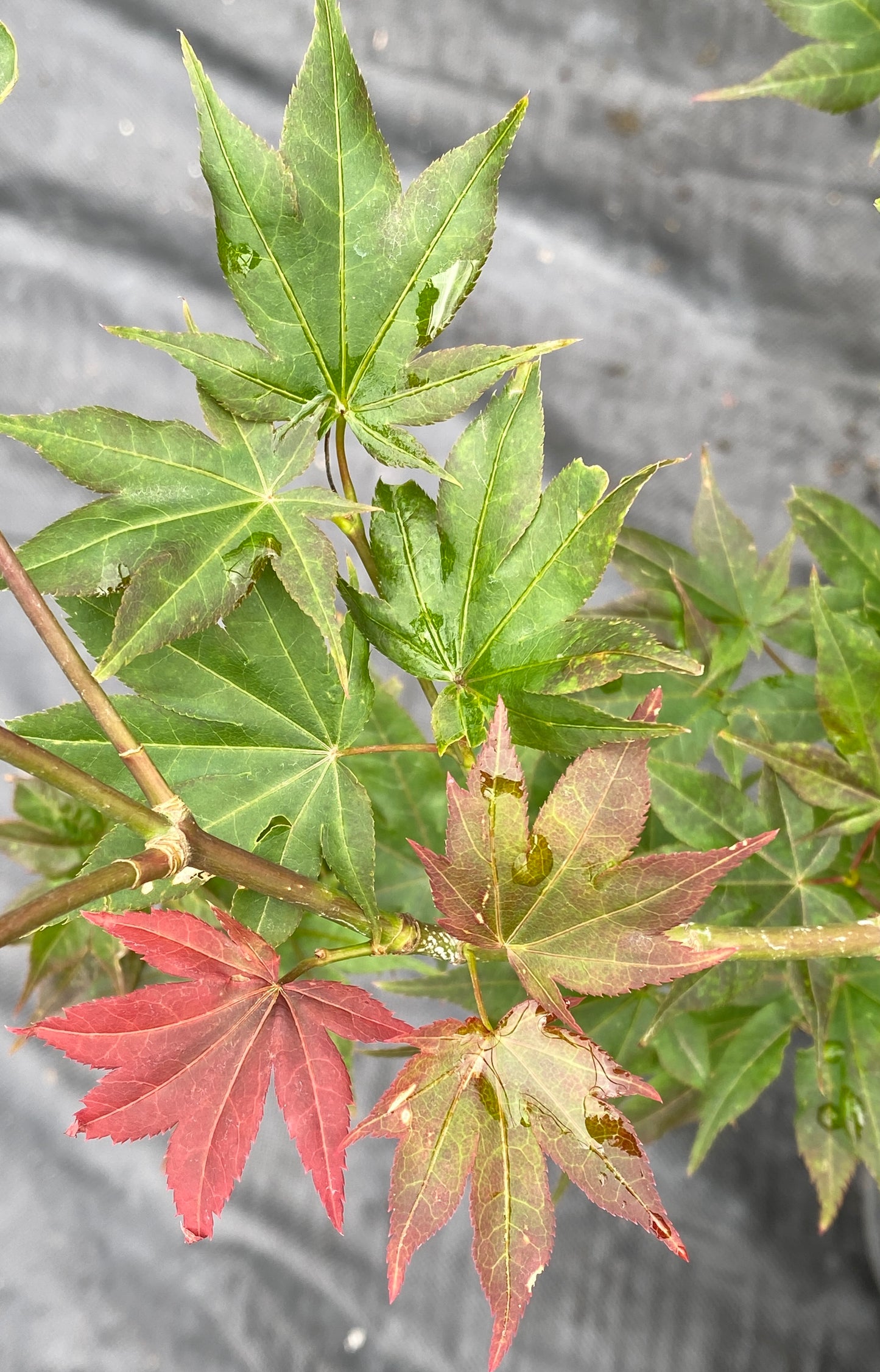 Acer palmatum 'Beni hoshi'