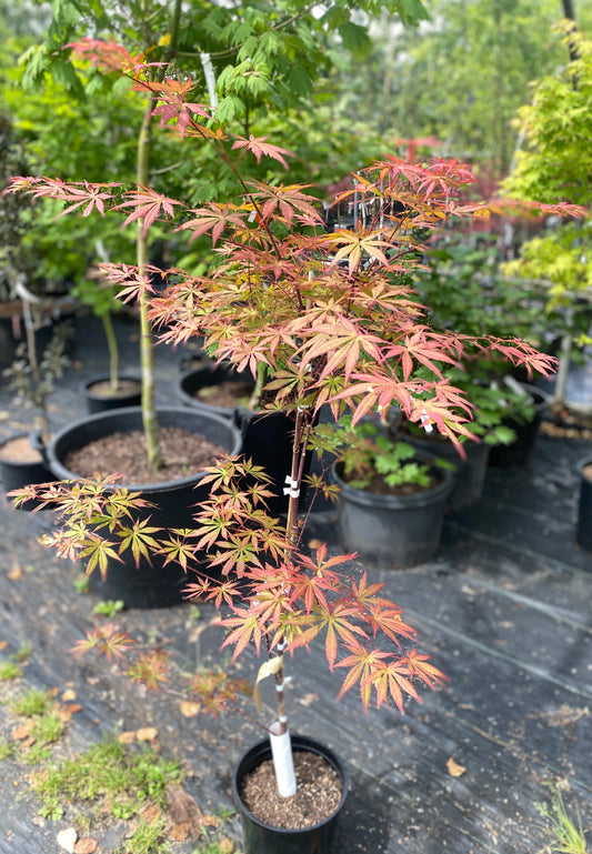 Acer shirasawanum 'Seasons Of Change'
