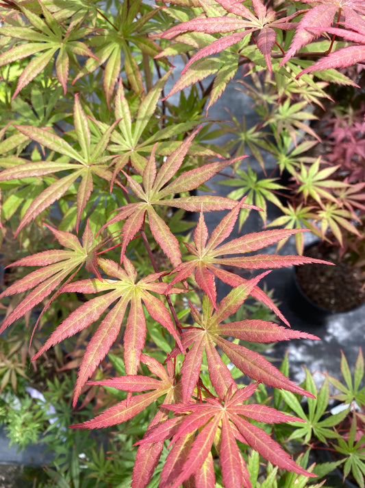 Acer palmatum 'Rite of Spring'