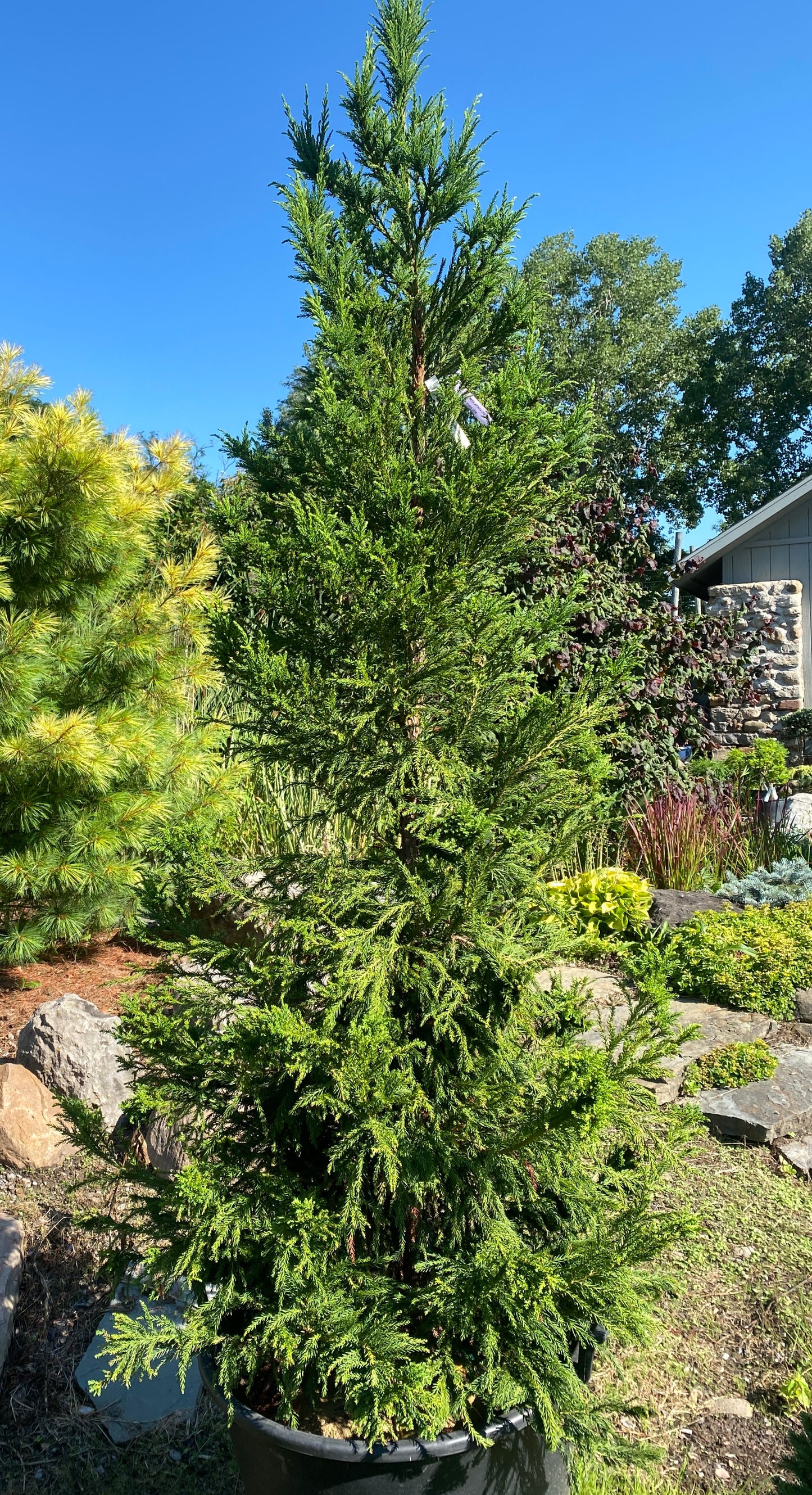 Cryptomeria japonica 'Cristata'