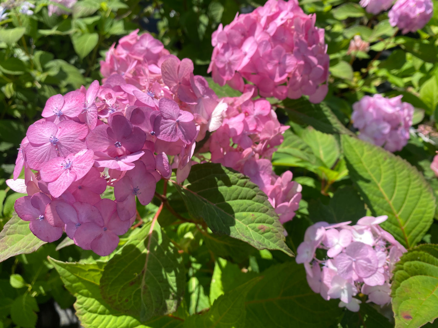 Hydrangea serrata 'Preziosa'