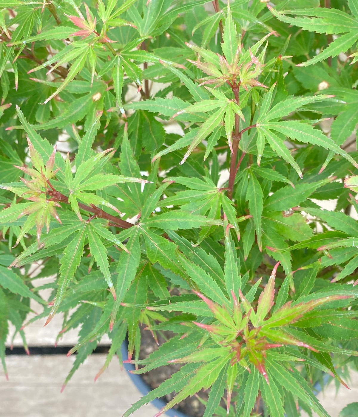 Acer palmatum 'Kuro Hime'