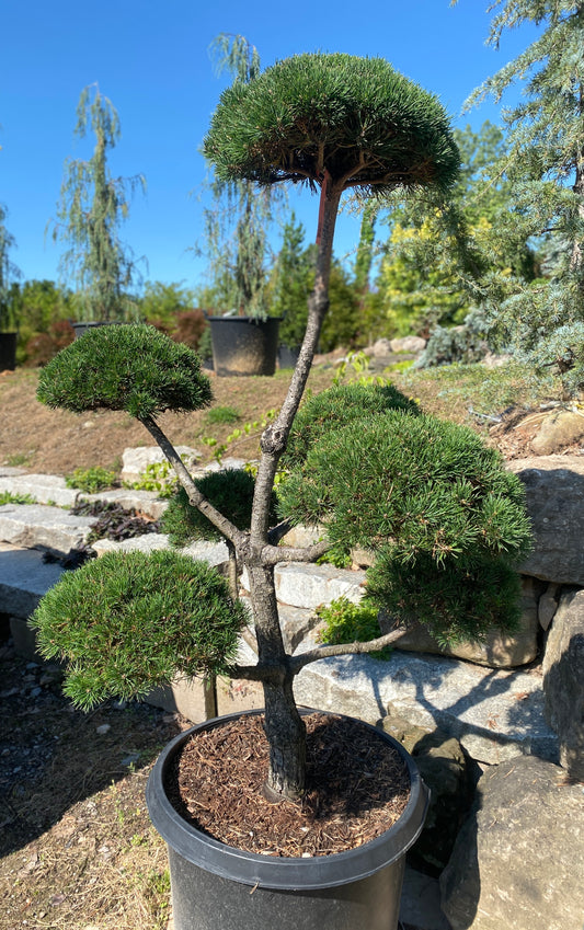 Pinus sylvestris