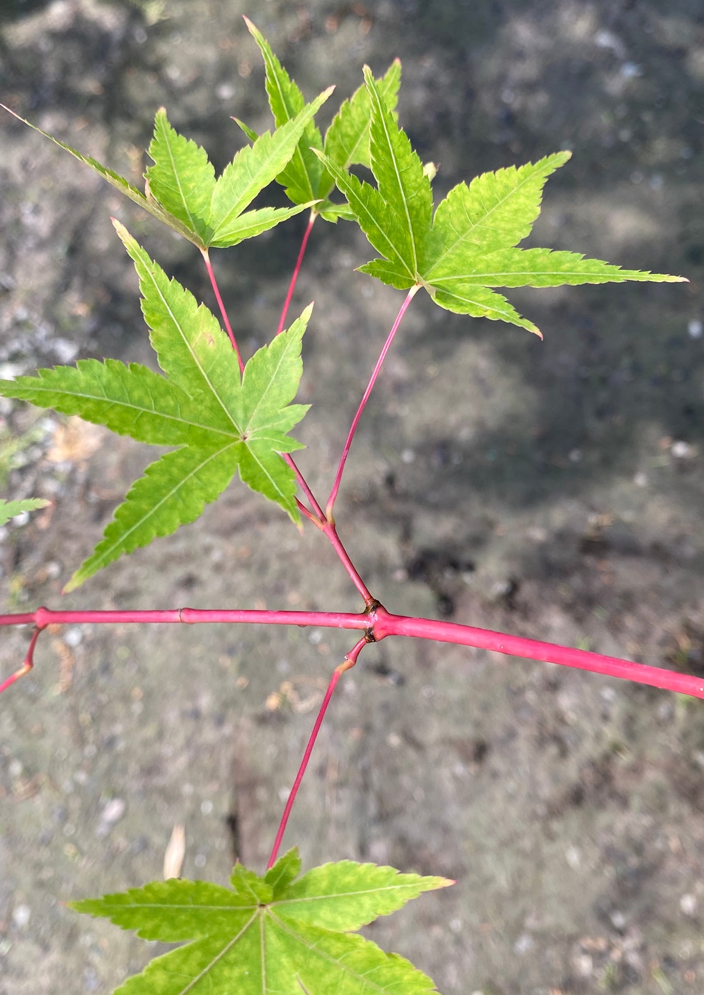 Acer palmatum 'Winter Orange'