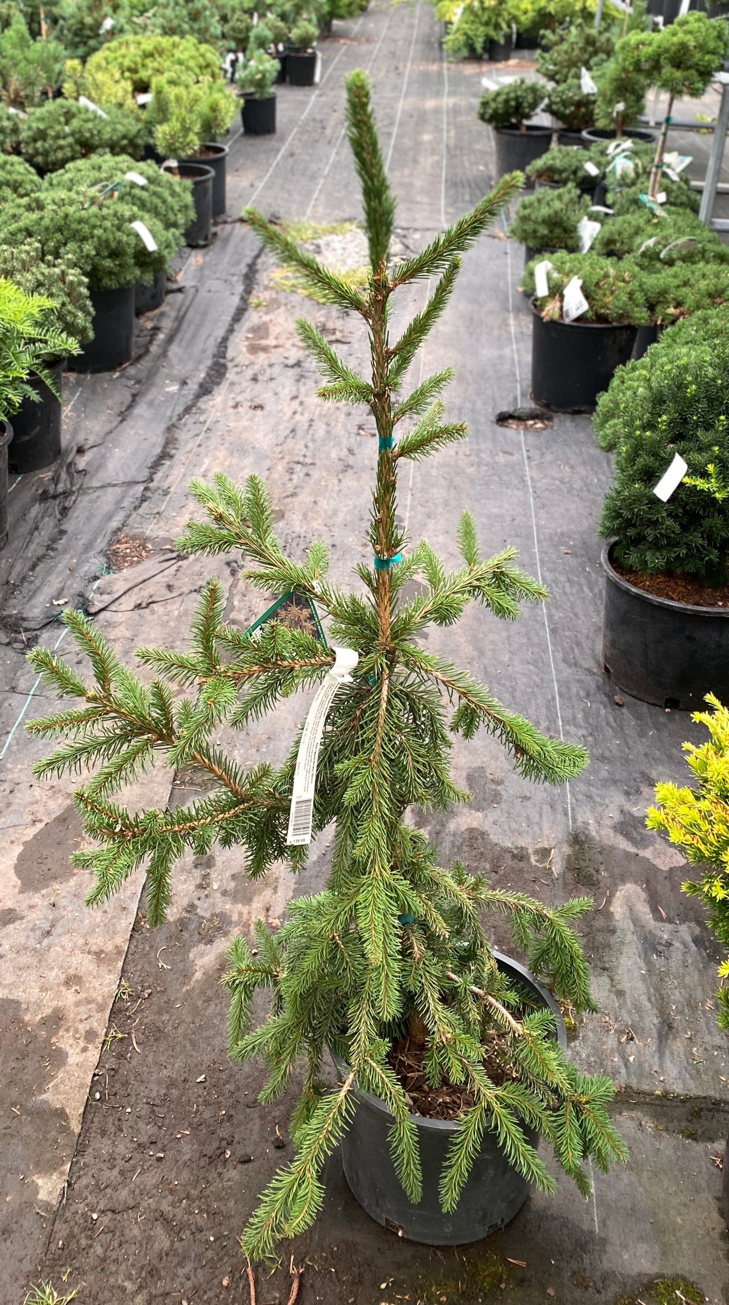 Picea abies 'Rubra Spicata'