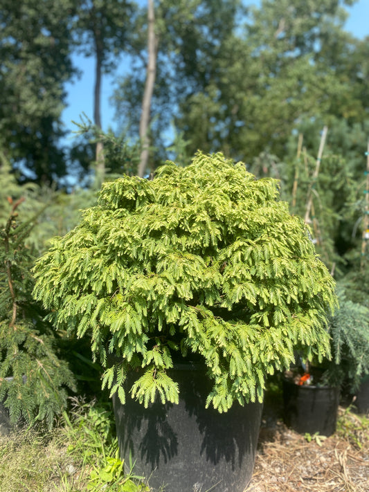 Metasequoia glyptostroboides 'North Light'