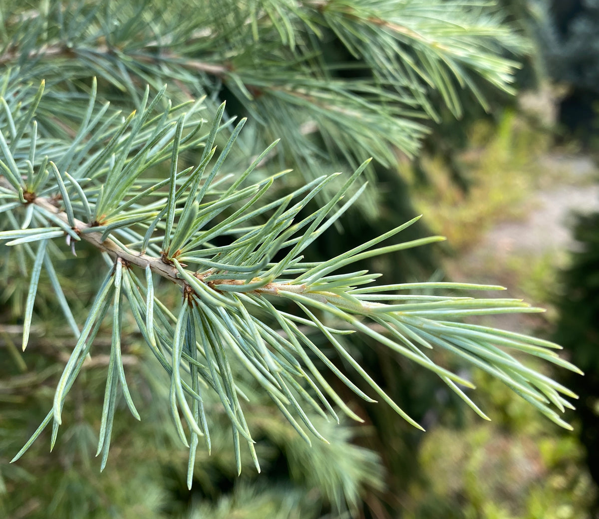 Cedrus deodara 'Cream Puff'