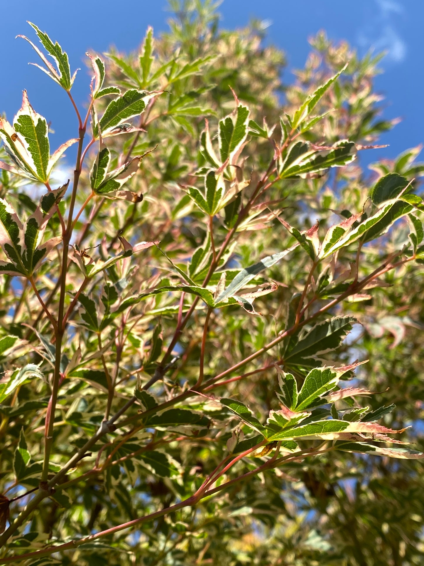 Acer palmatum 'Beni schichihenge'