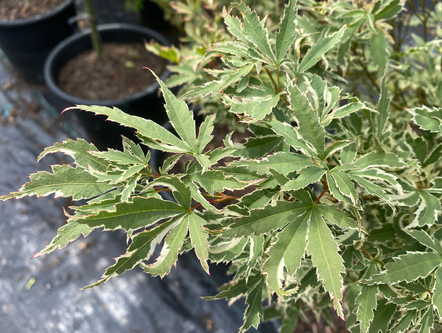 Acer palmatum 'Roseo Marginatum'