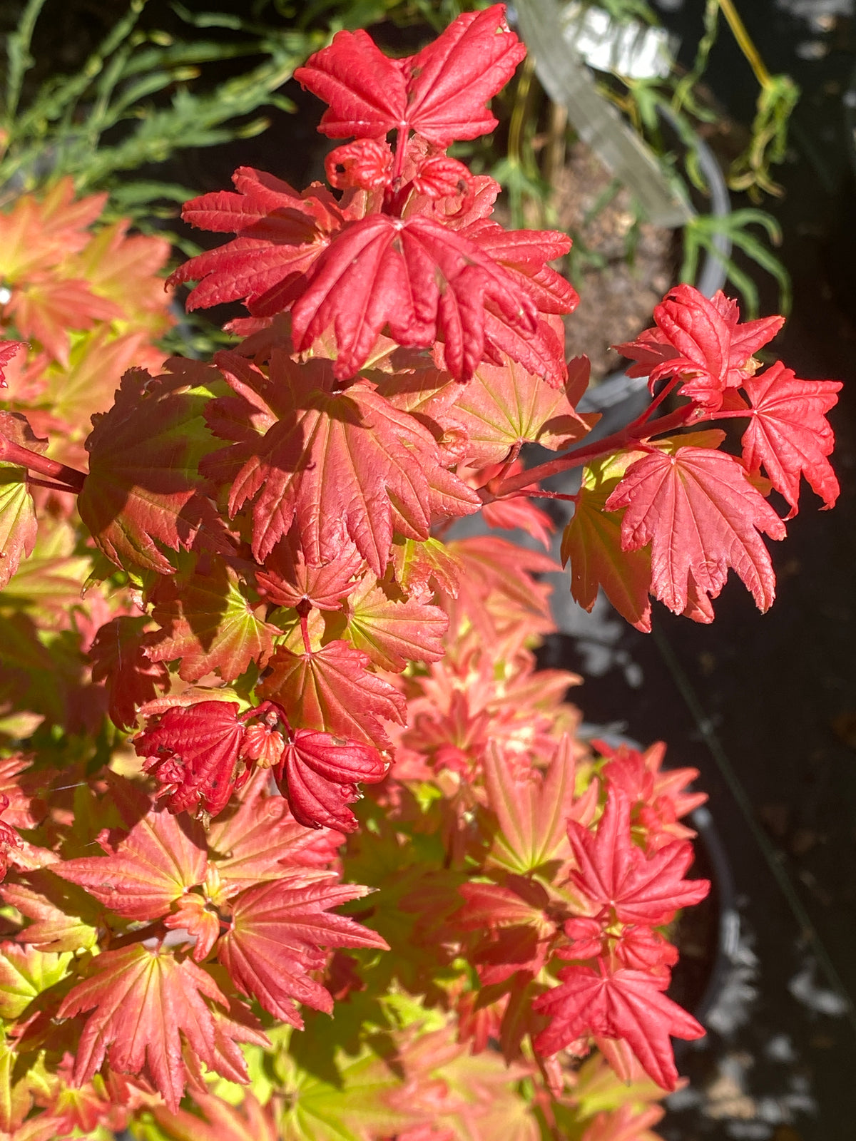 Acer circinatum 'Elias Pacific Waterfall'