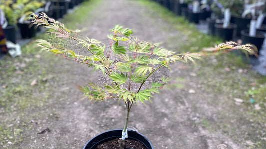 Acer palmatum 'Tiger Rose'