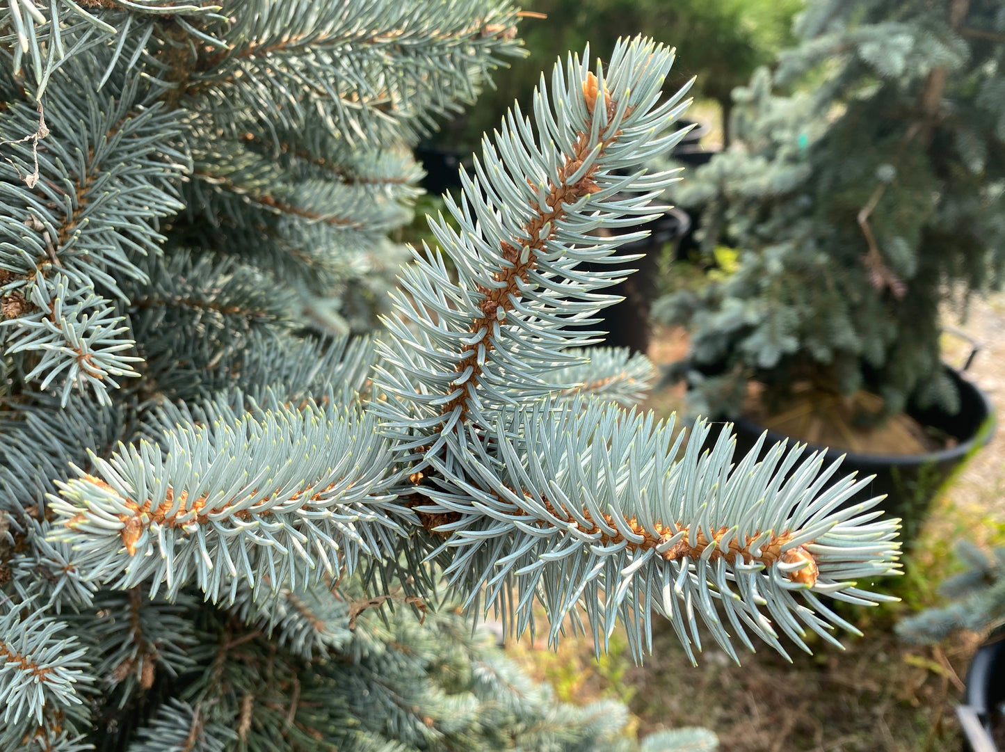 Picea pungens 'Glauca Pendula'