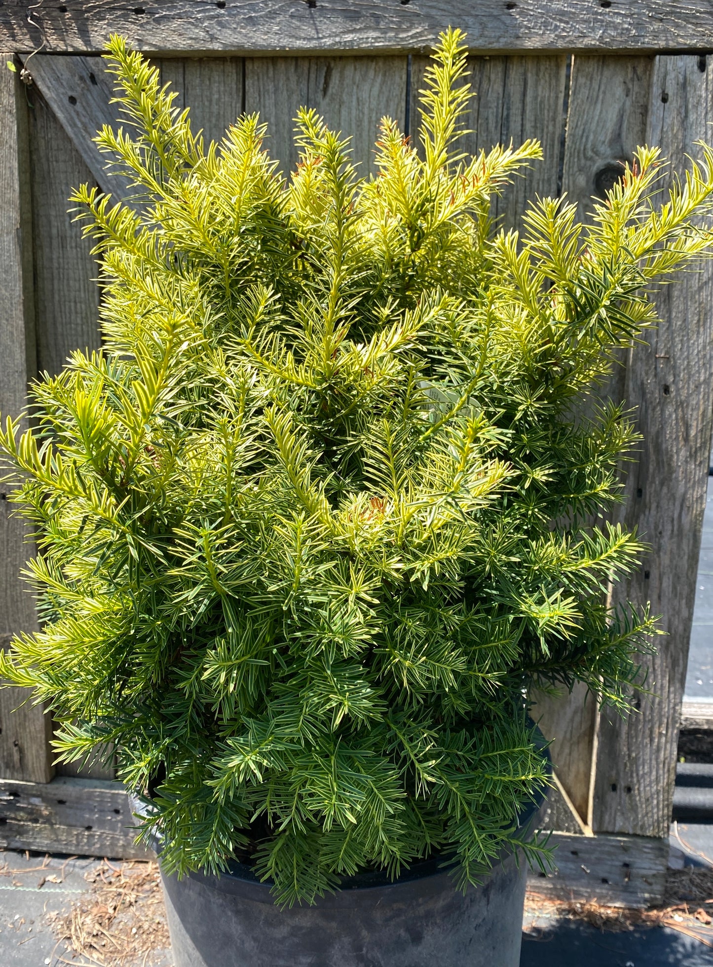 Taxus cuspidata 'Dwarf Bright Gold'
