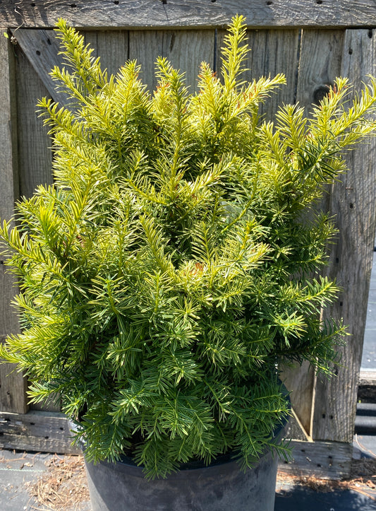 Taxus cuspidata 'Dwarf Bright Gold'