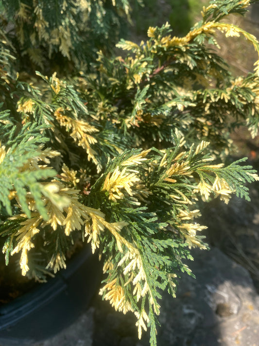 Chamaecyparis nootkatensis 'Sparkling Arrow'