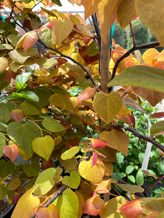 Cercis canadensis Carolina Sweetheart