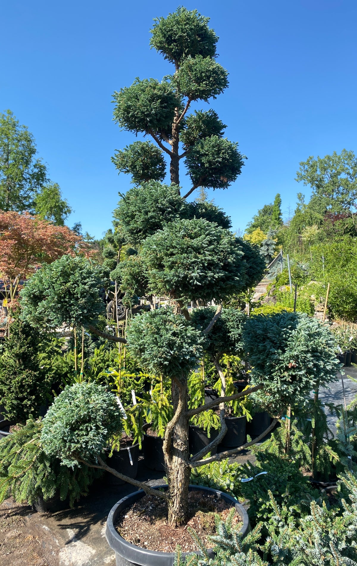 Chamaecyparis pisifera 'Boulevard'