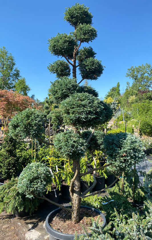 Chamaecyparis pisifera 'Boulevard'