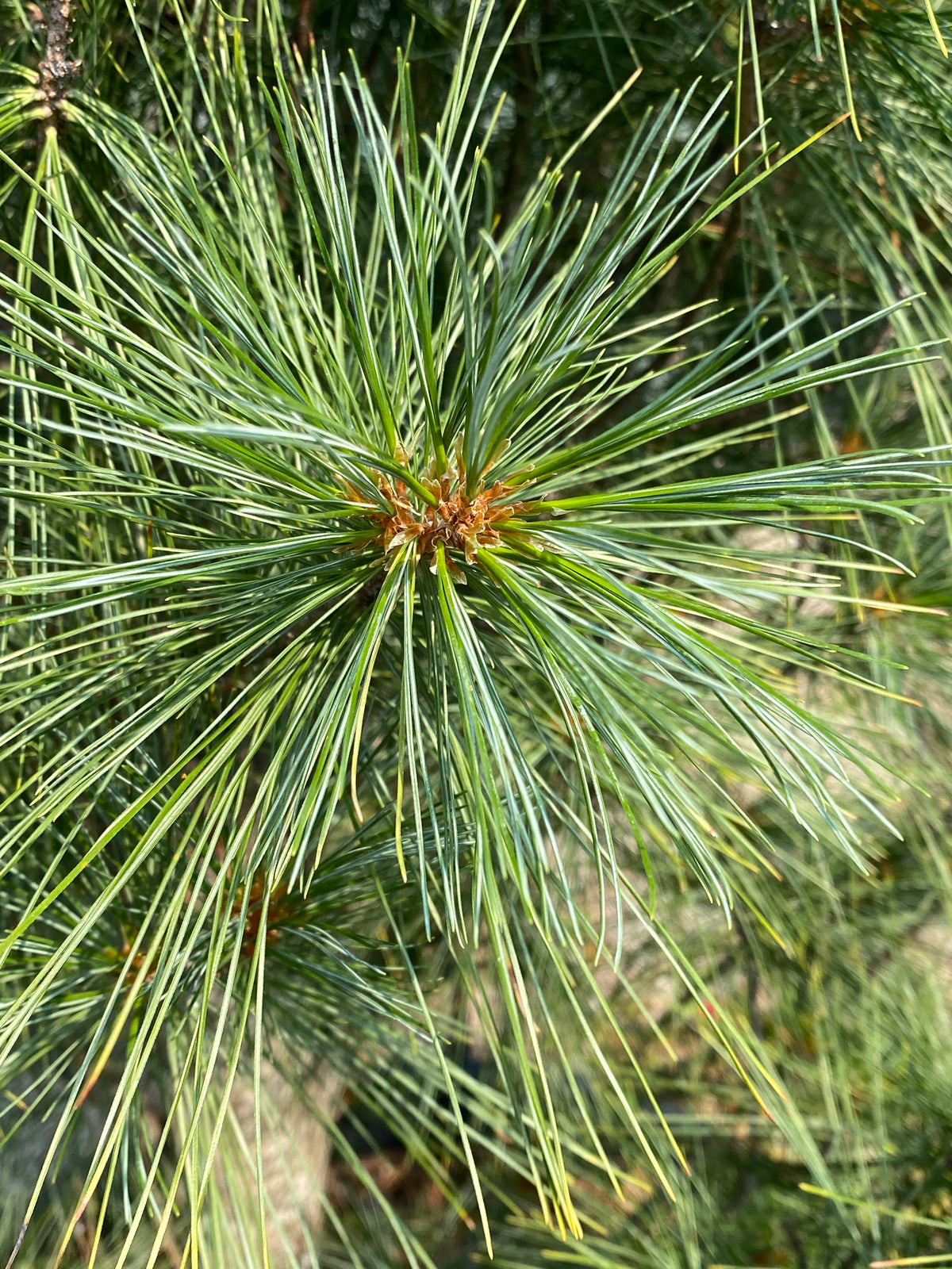 Pinus strobus 'Fastigiata'