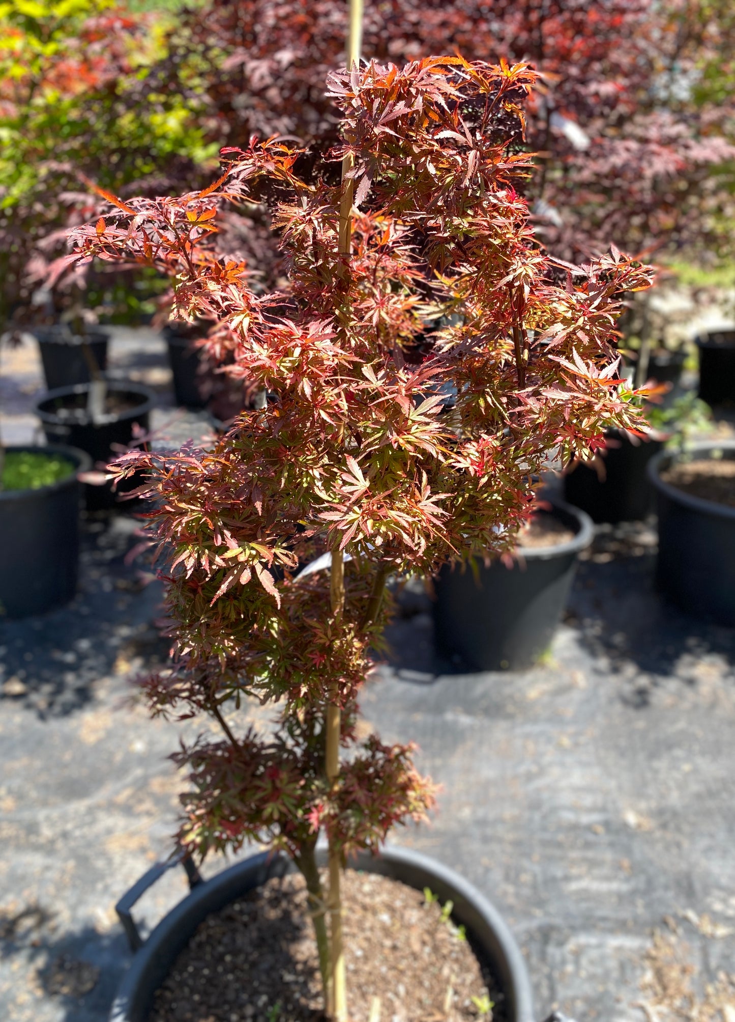 Acer palmatum 'Shaina'