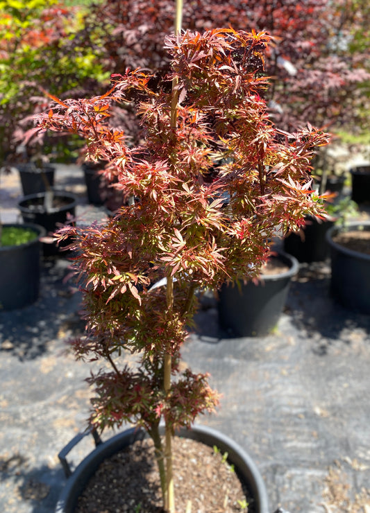 Acer palmatum 'Shaina'