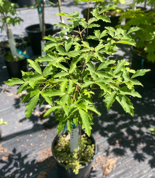Acer griseum 'High Achiever'