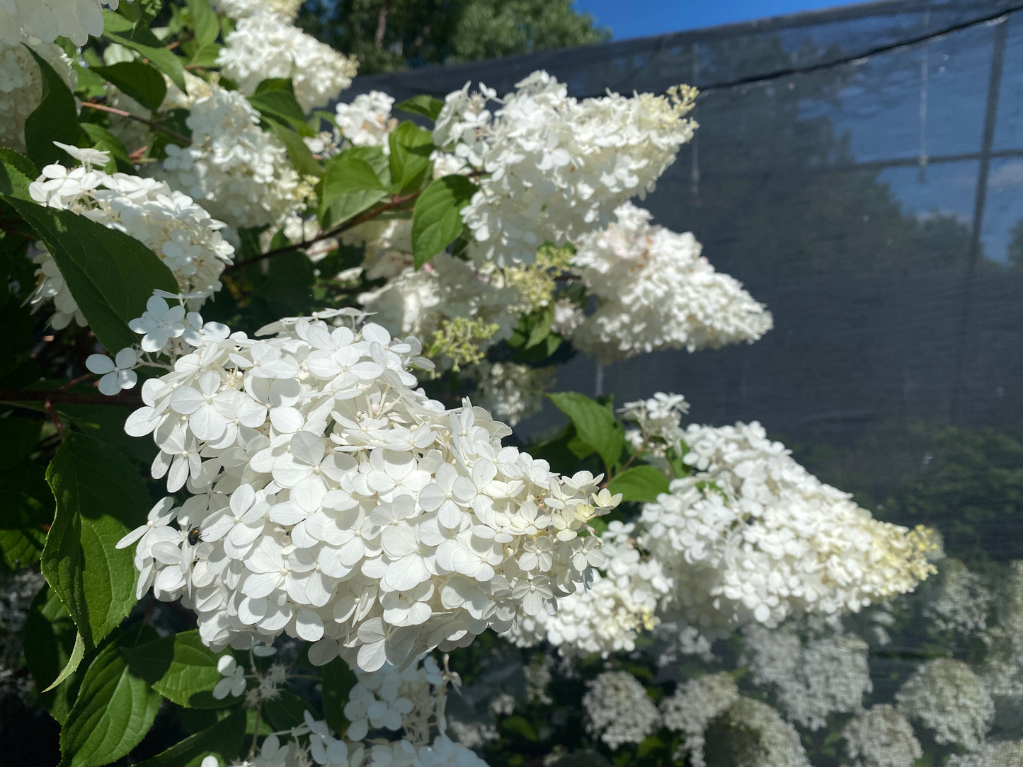 Hydrangea paniculata 'Vanilla Strawberry'