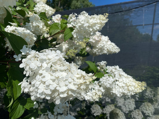 Hydrangea paniculata 'Vanilla Strawberry'