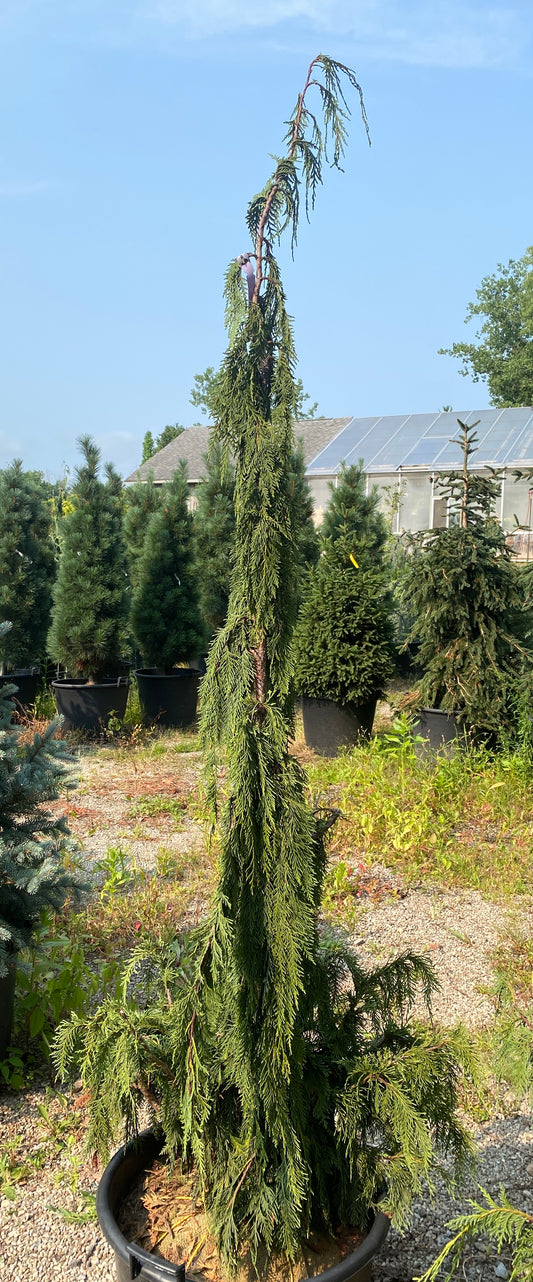 Chamaecyparis nootkatensis 'Van den Akker'