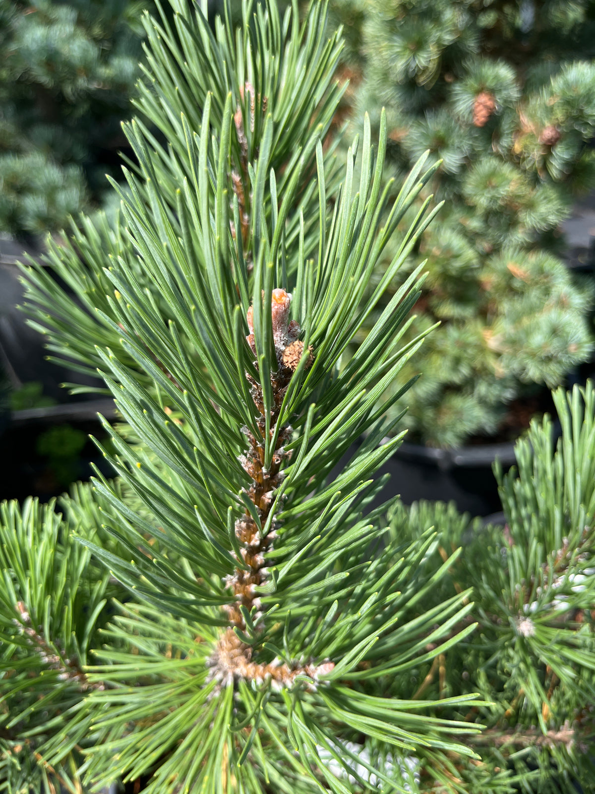 Pinus mugo 'Tannenbaum'