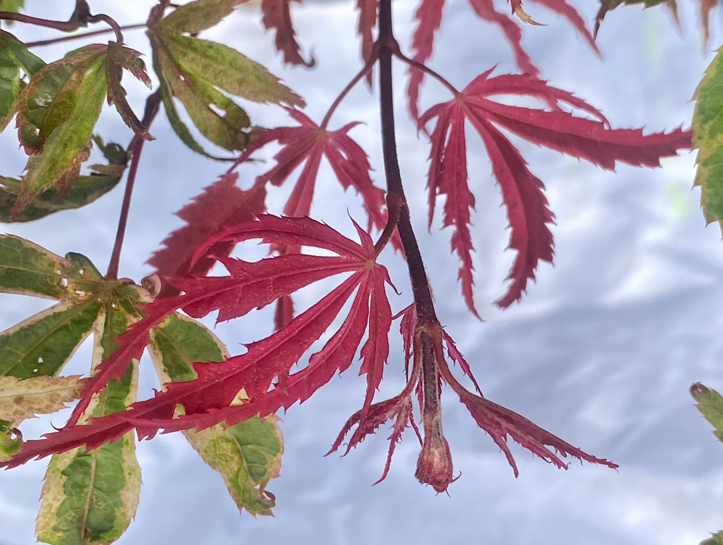 Acer palmatum 'Gwen's Rose Delight'
