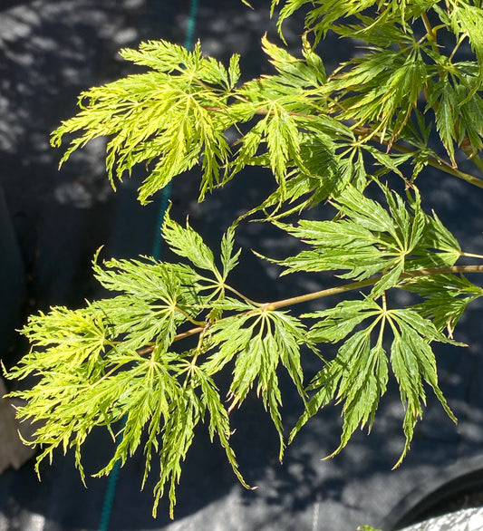 Acer palmatum dissectum 'Lemon Lime Lace'