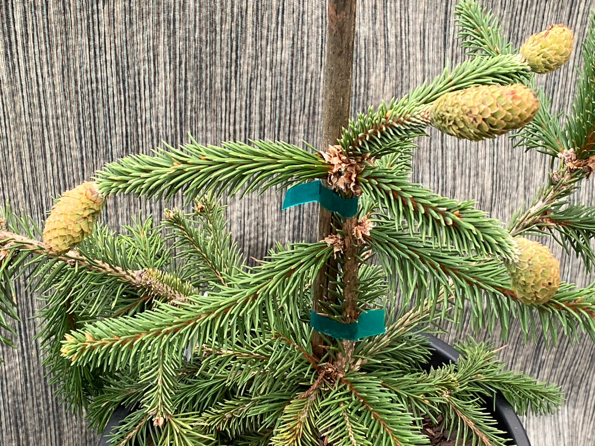 Picea abies 'Acrocona'
