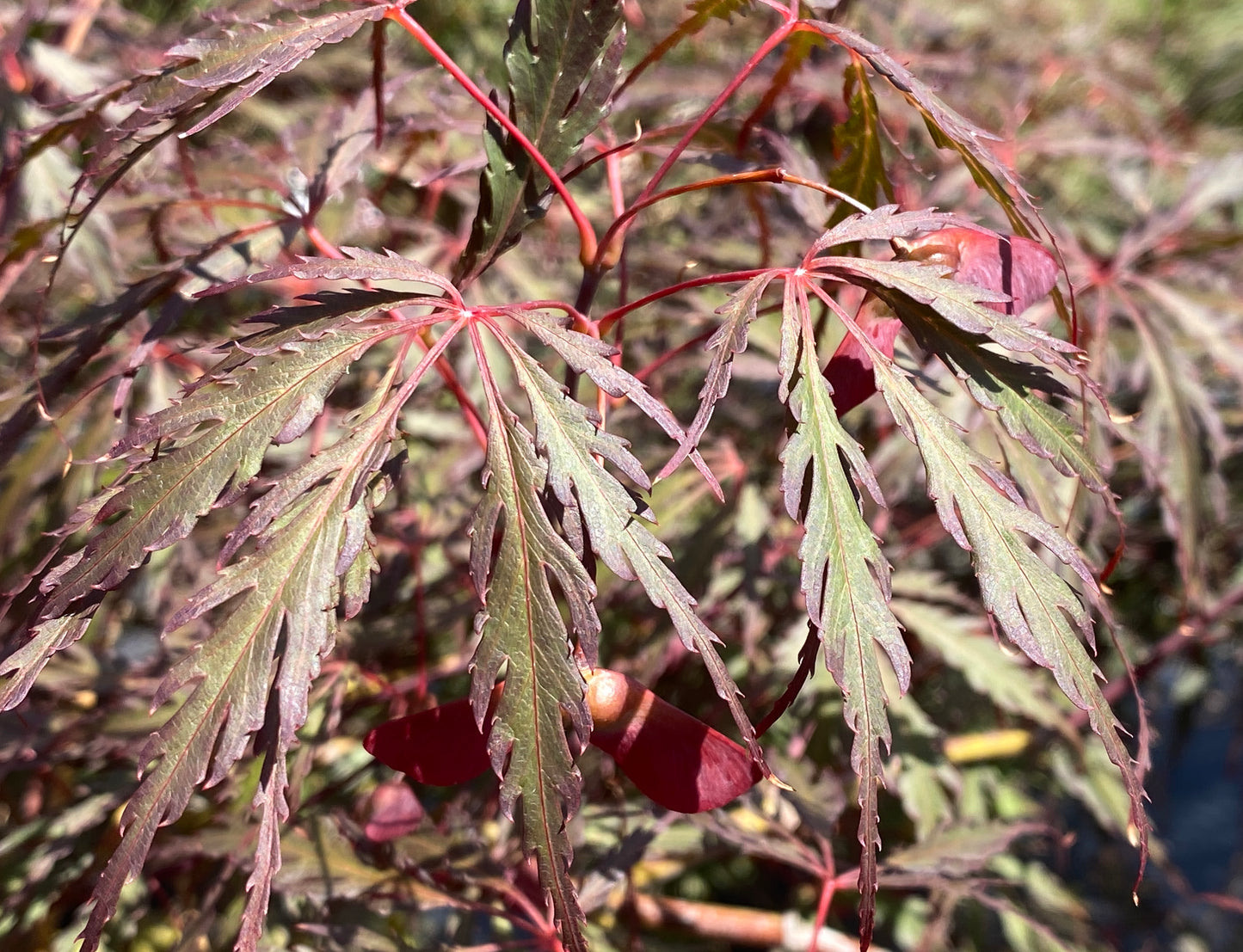 Acer palmatum dissectum 'Inaba shidare'