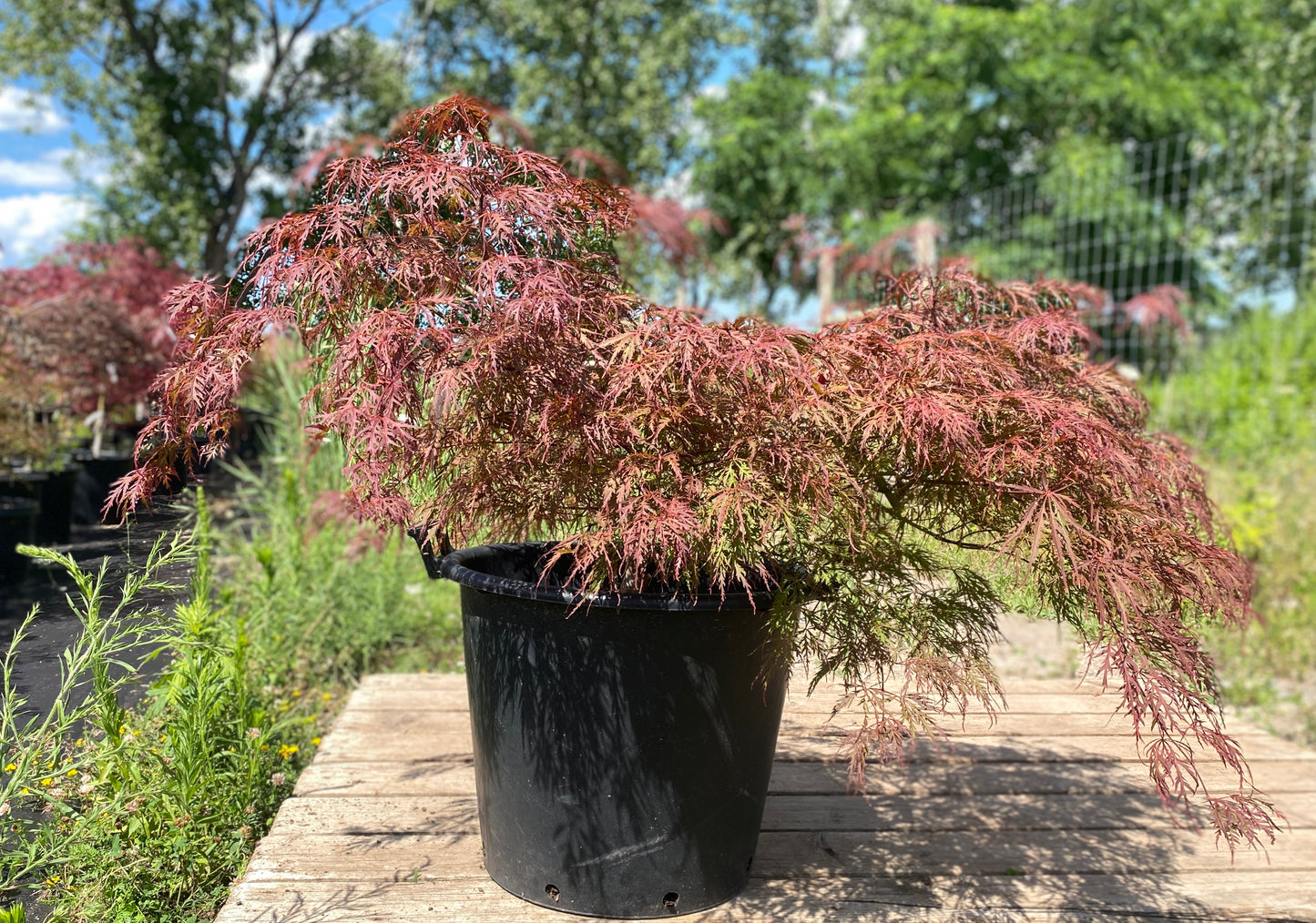 Acer palmatum dissectum 'Garnet'