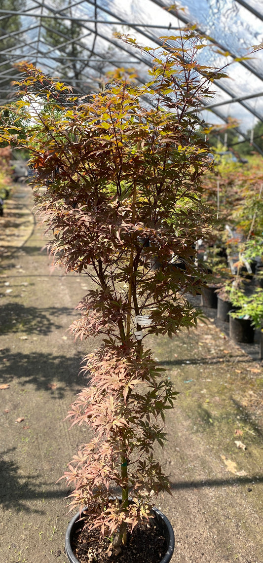 Acer palmatum 'Winter's Columnar Red'