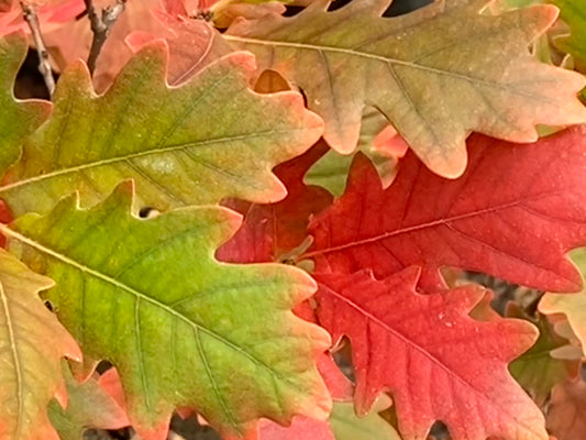 Quercus x bimundorum Streetspire