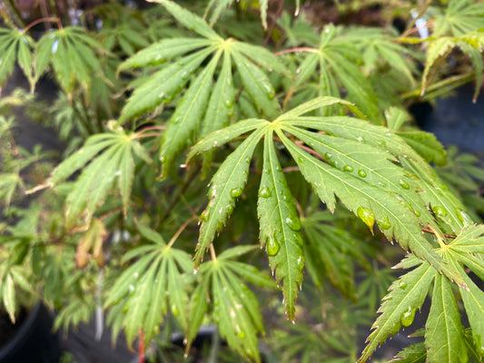 Acer shirasawanum 'Bronze Age'