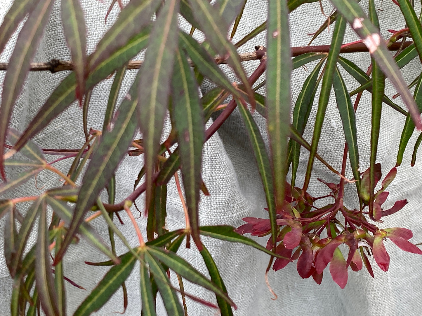 Acer palmatum 'Atrolineare'