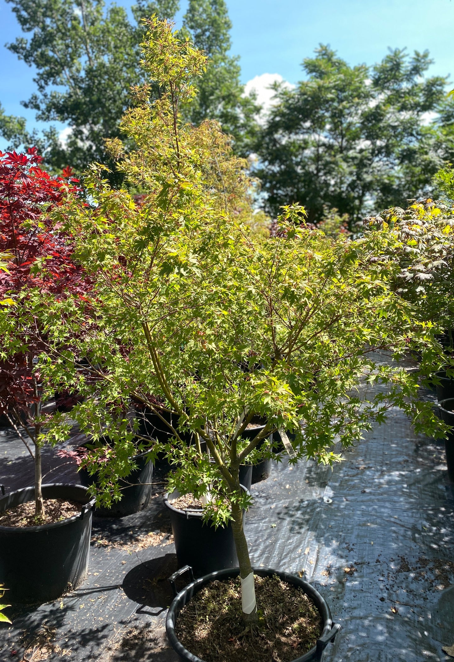 Acer palmatum