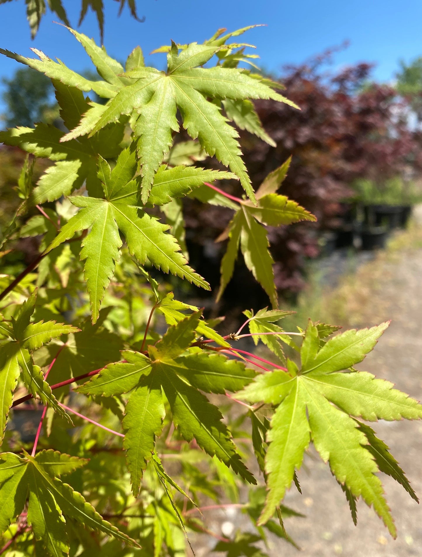 Acer palmatum