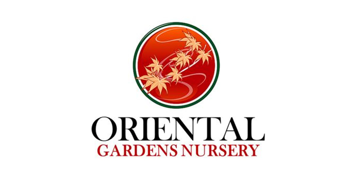 Acer palmatum 'Alpine Silver Thread' – Oriental Garden Supply