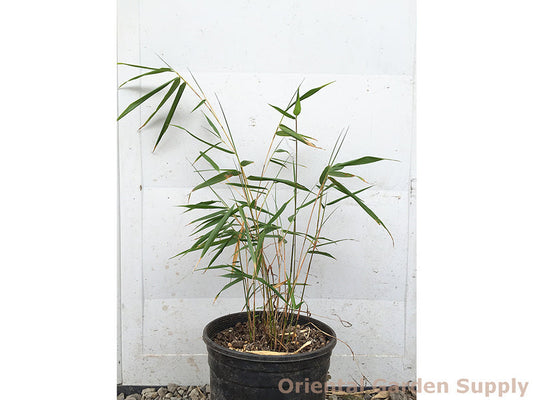 Fargesia scabrida