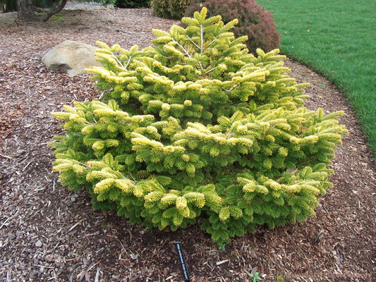Abies nordmanniana 'Golden Spreader'