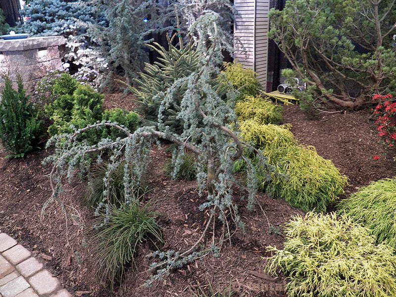 Cedrus atlantica 'Glauca Pendula' – Oriental Garden Supply